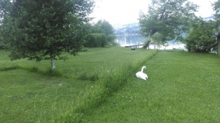 Schwaene am Irrsee, Sommer 2019