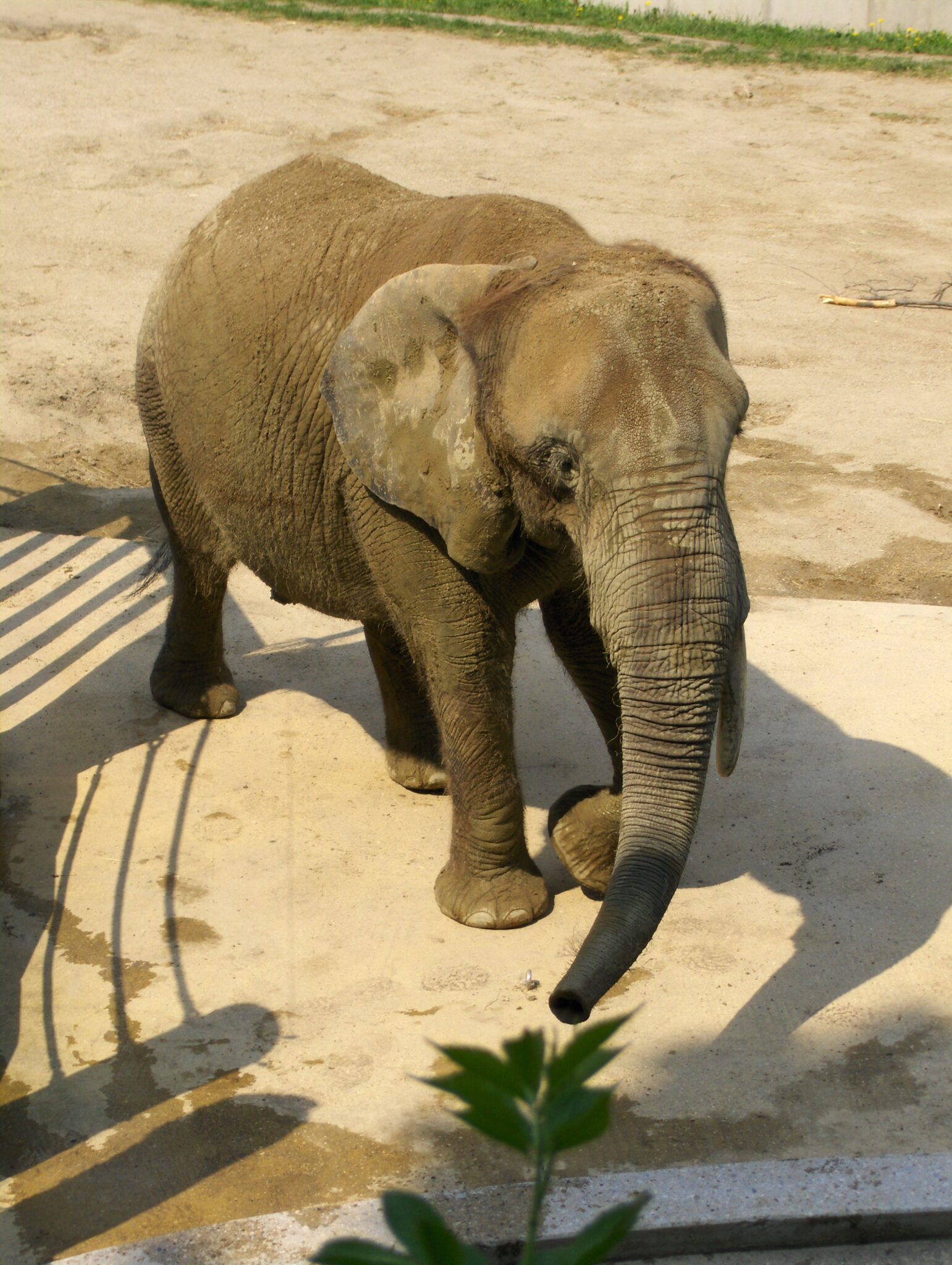 Ein Elefant Ein Elefant