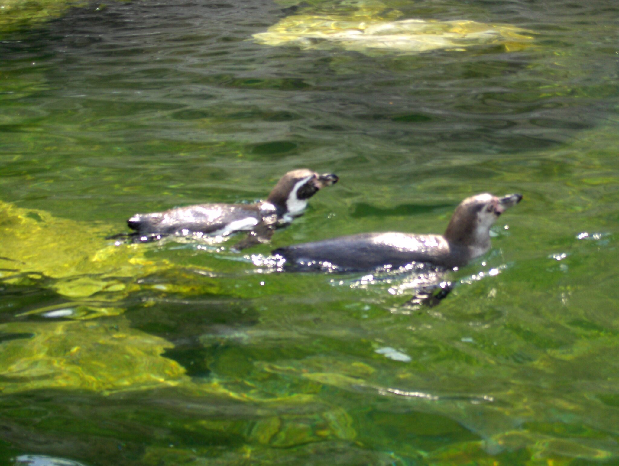 Pinguine beim Baden Pinguine beim Baden