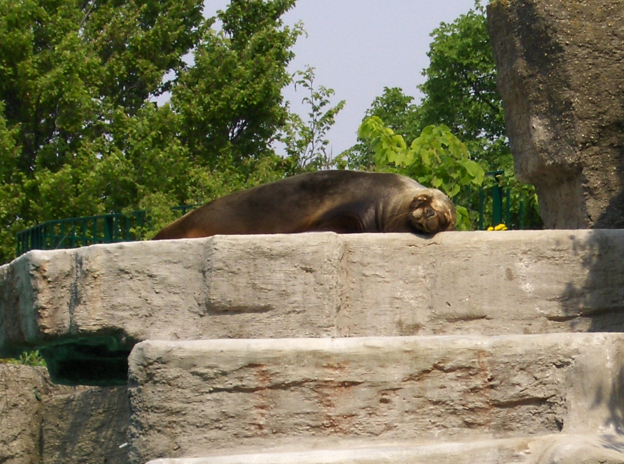 Ein Seelöwe in der Sonne Ein Seelöwe in der Sonne