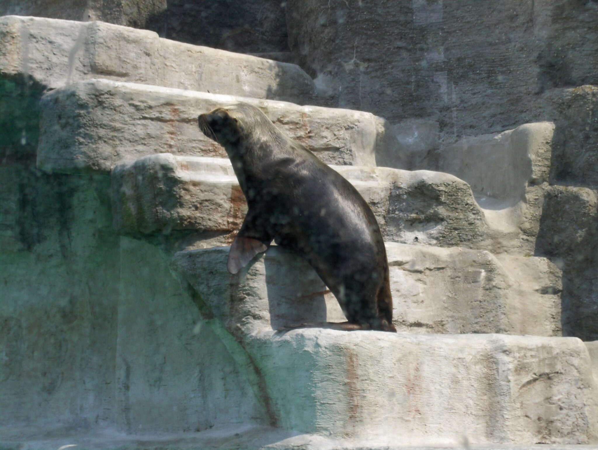 Seelöwe am Felsen Seelöwe am Felsen