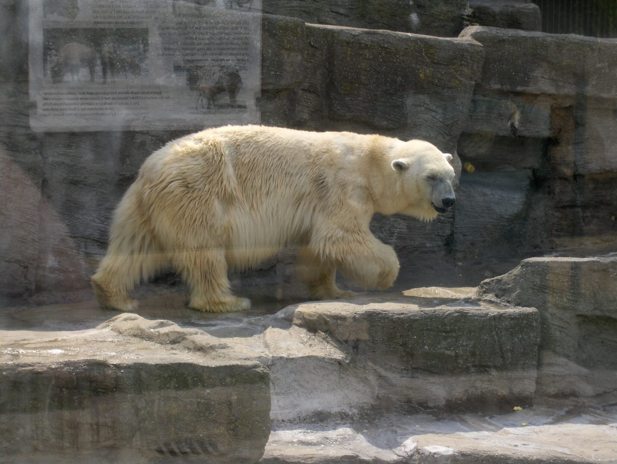 Der Eisbär Der Eisbär