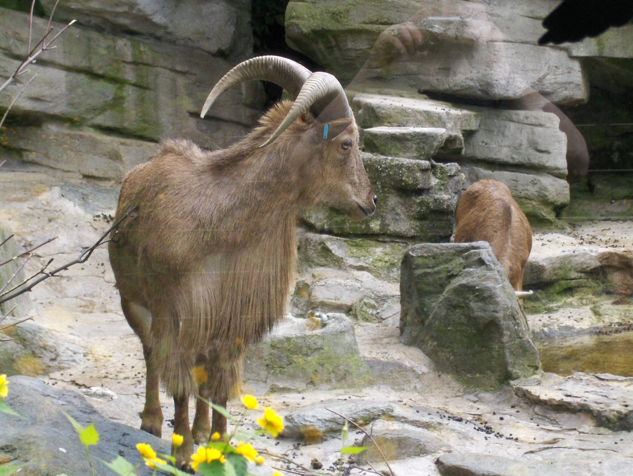 Ein Steinbock Ein Steinbock