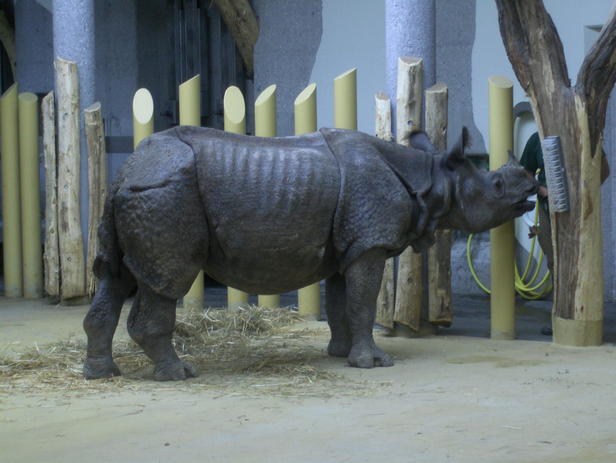 Ein Panzernashorn Ein Panzernashorn