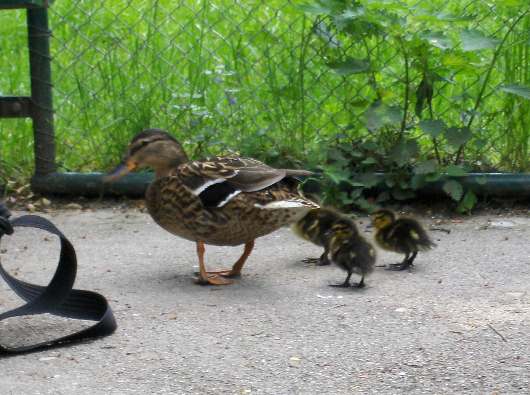 Entenfamilie Entenfamilie