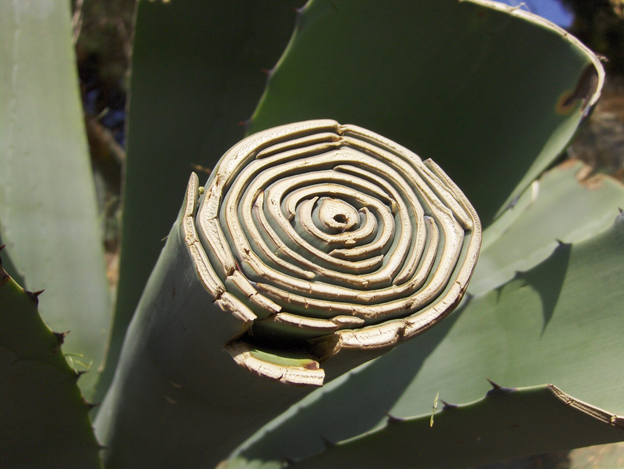 Eine Spirale aus Stein Eine Spirale aus Stein