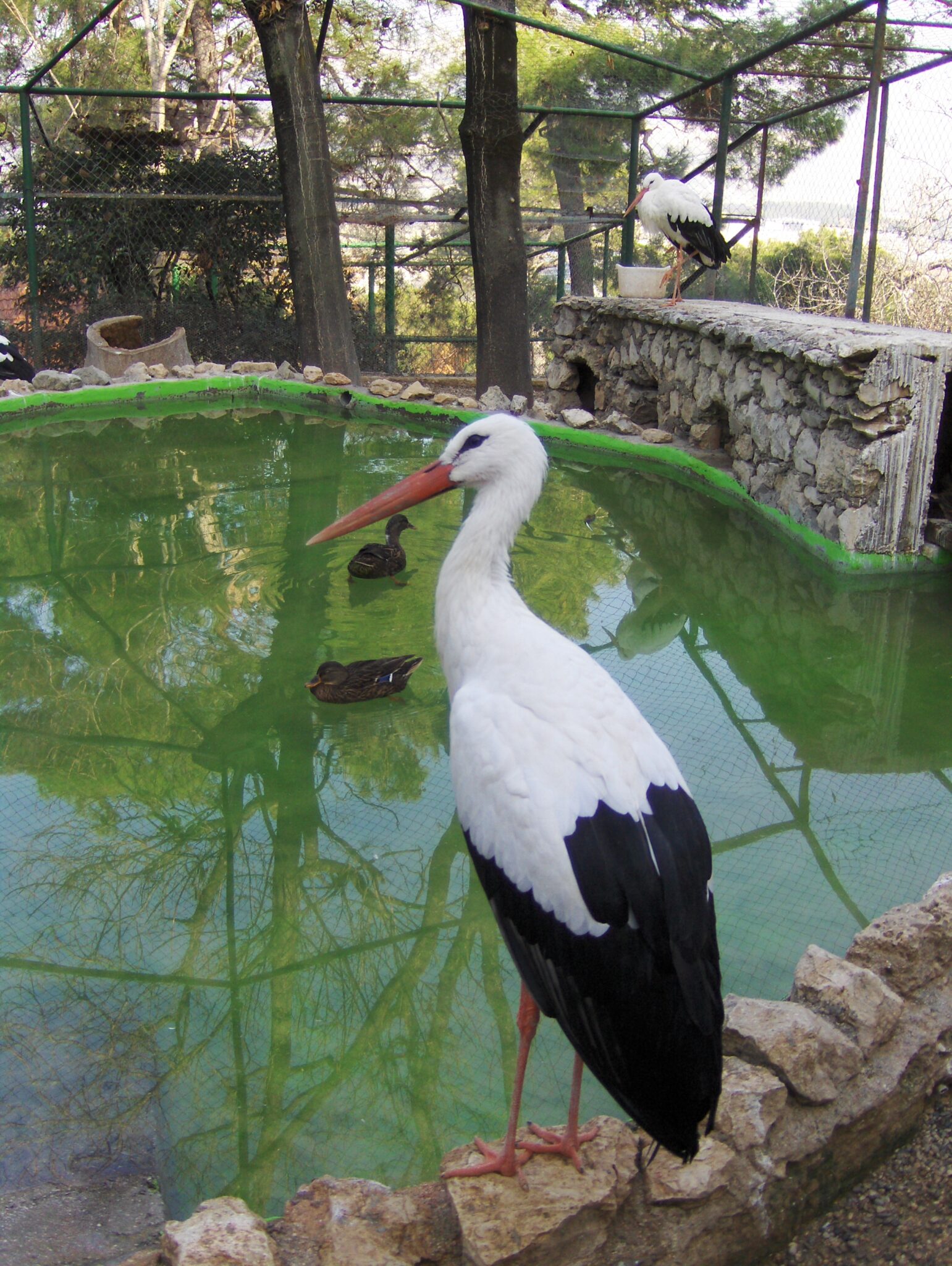 Ein Storch Ein Storch