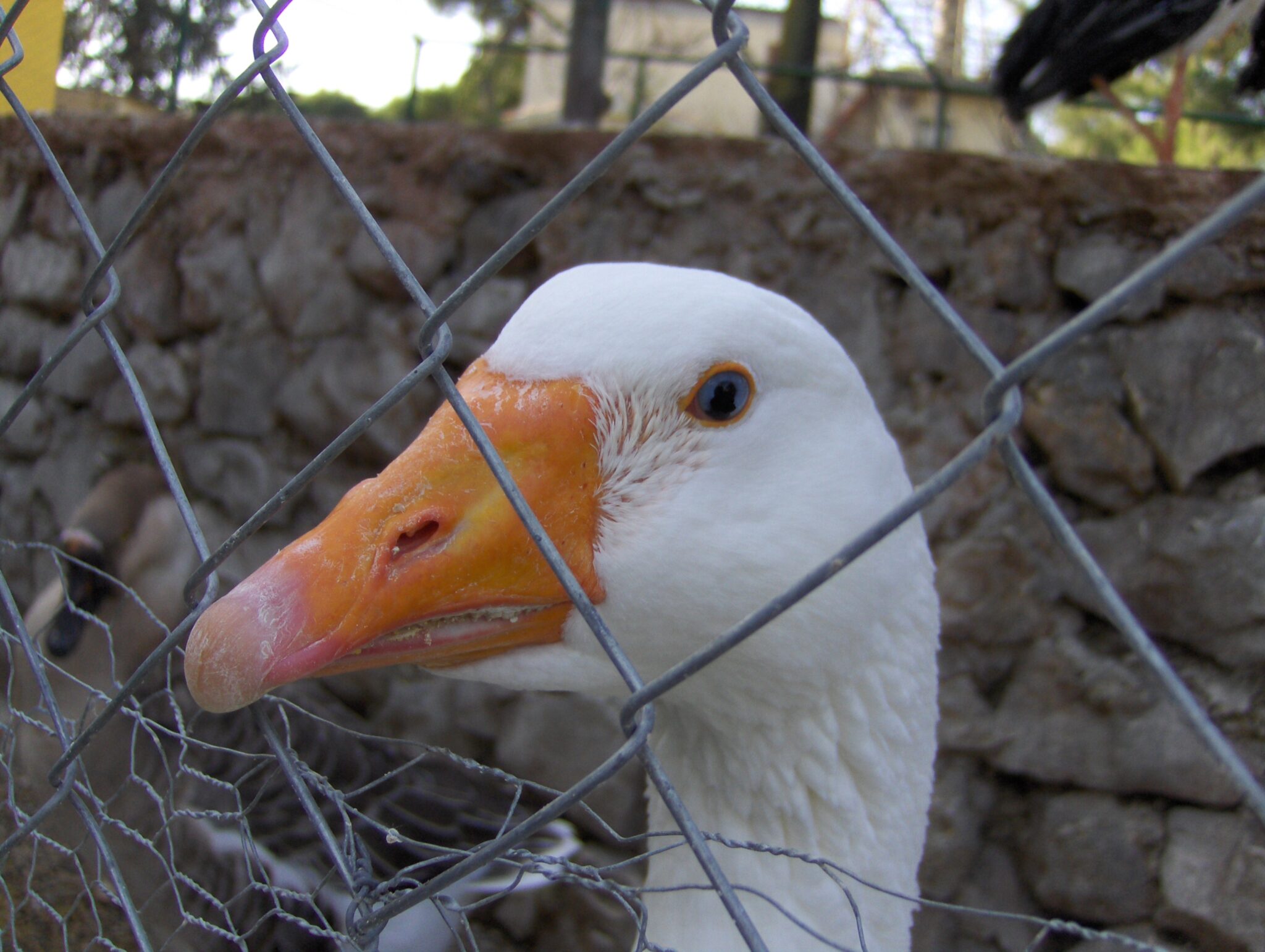 Eine Gans Eine Gans