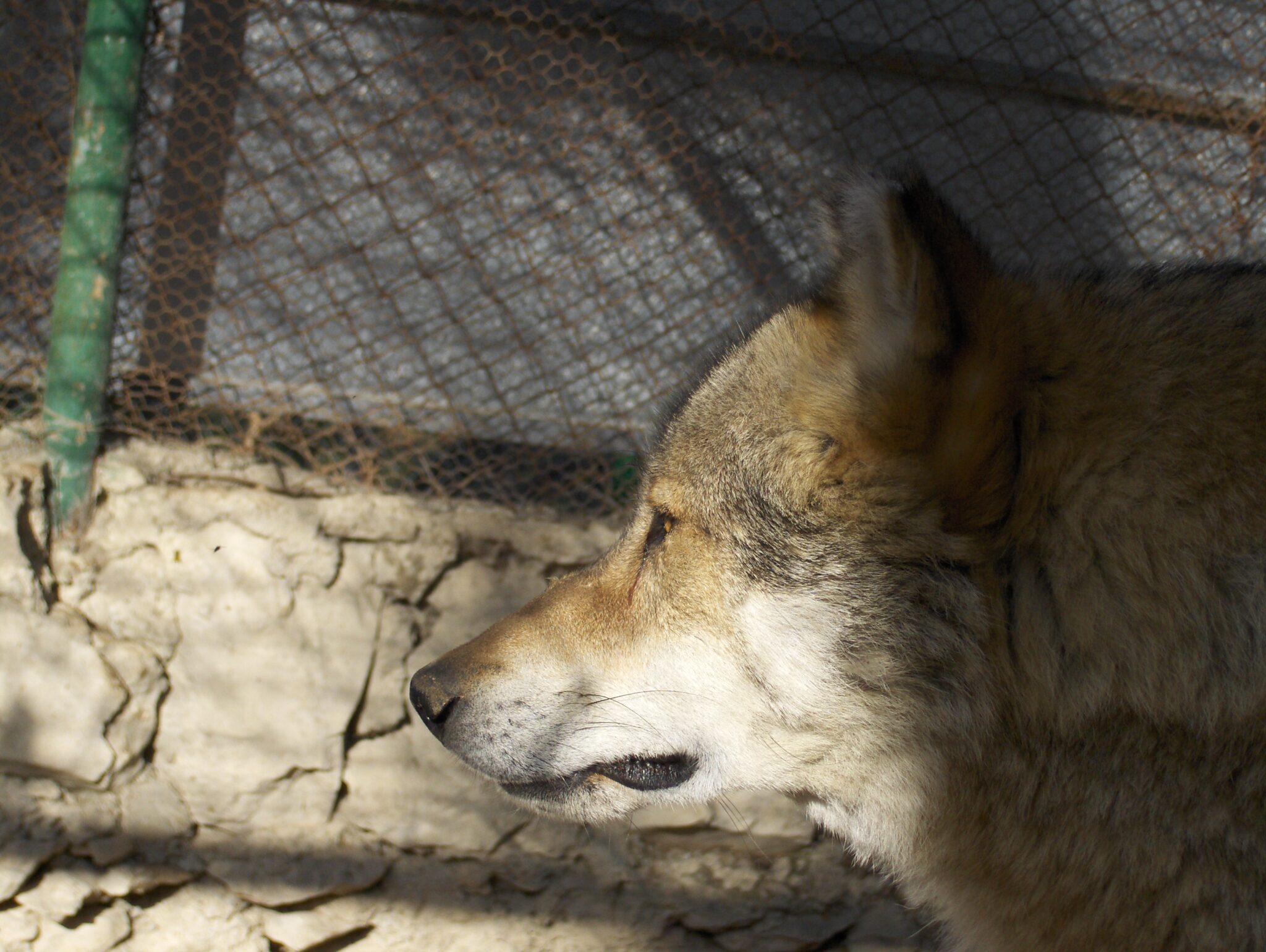 Ein Wolf Ein Wolf