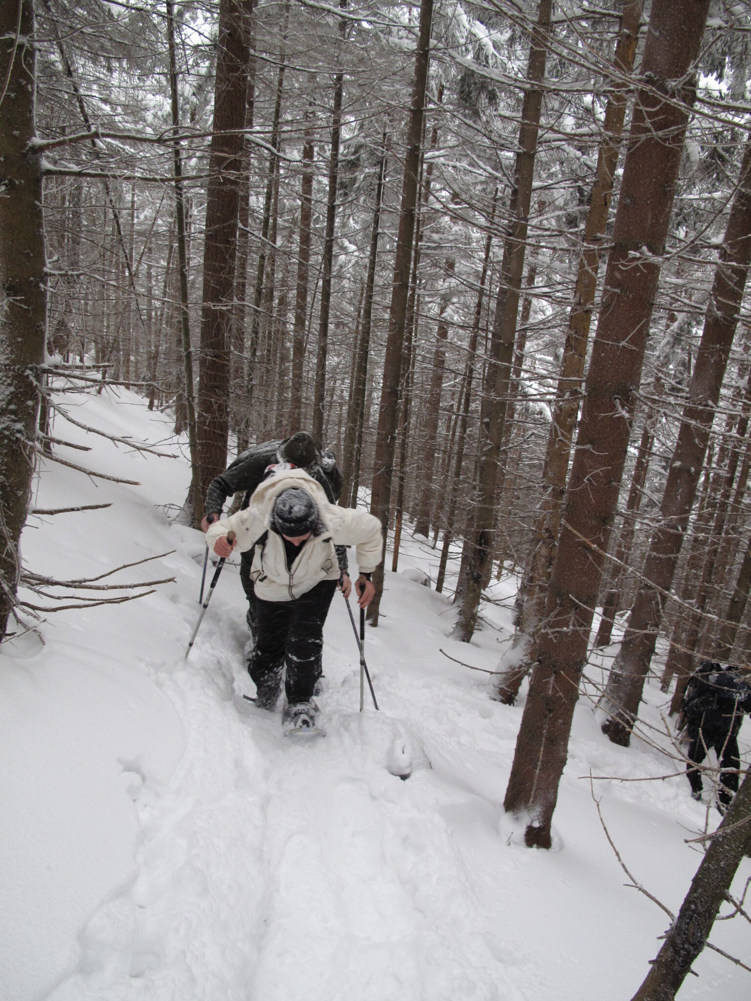 Durch den Wald hinauf Durch den Wald hinauf