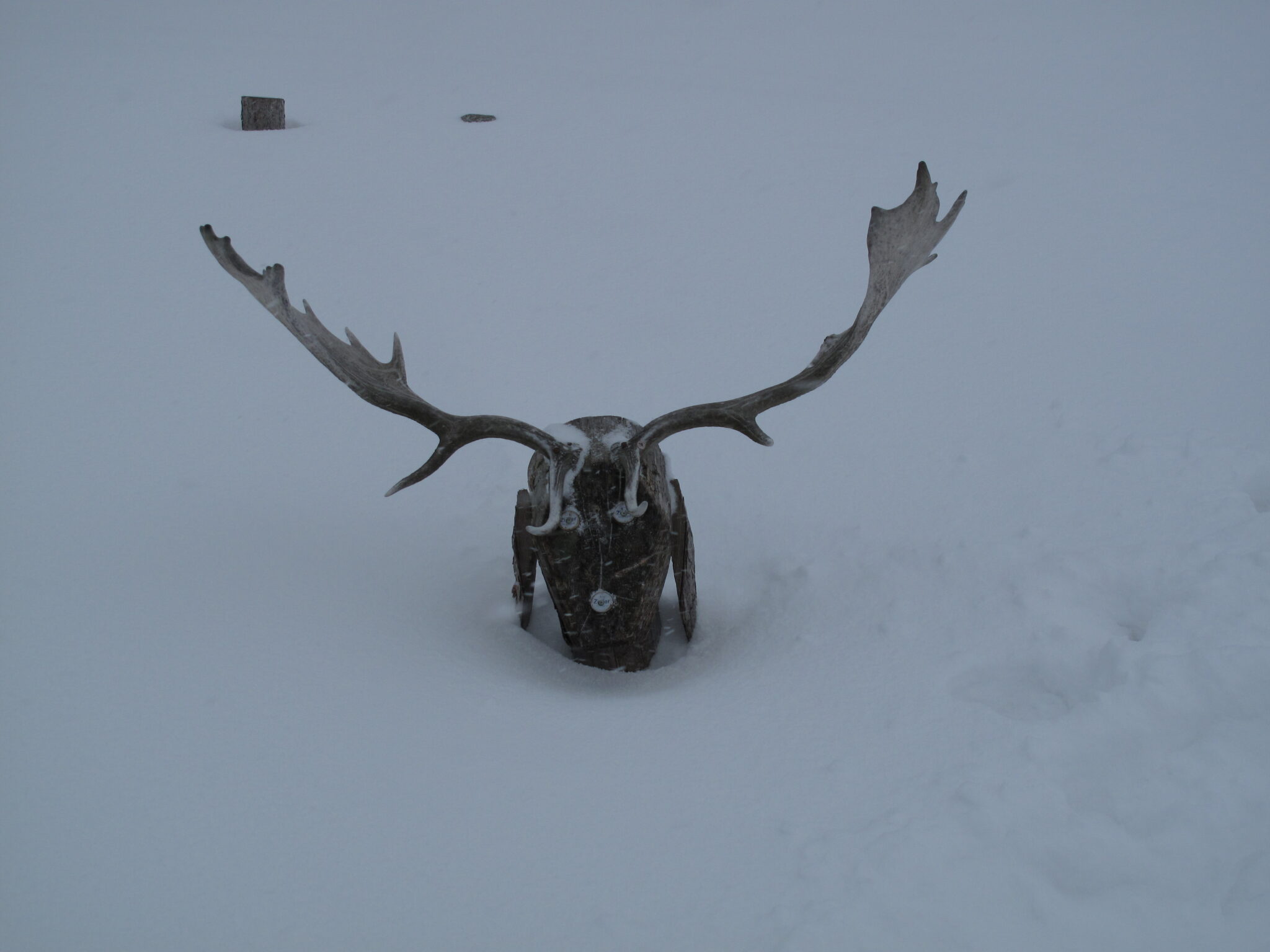 Ein Geweih im Schnee Ein Geweih im Schnee