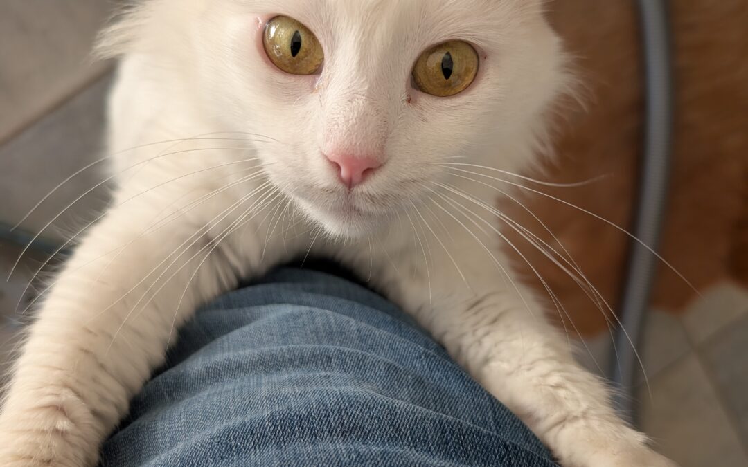 Gipsy