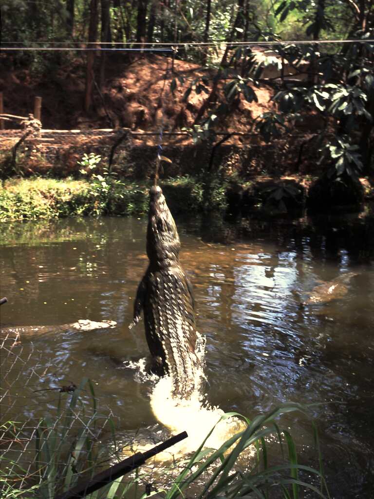 Krokodile, Schildkröten und Tänze bei Mombasa Krokodile, Schildkröten und Tänze bei Mombasa