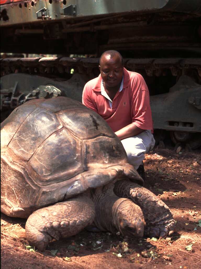 Krokodile, Schildkröten und Tänze bei Mombasa Krokodile, Schildkröten und Tänze bei Mombasa